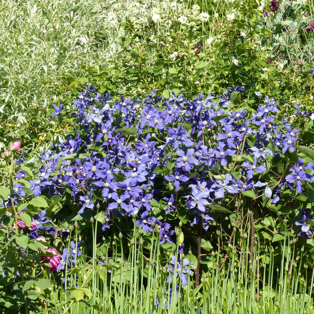 Clématite integrifolia Durandii