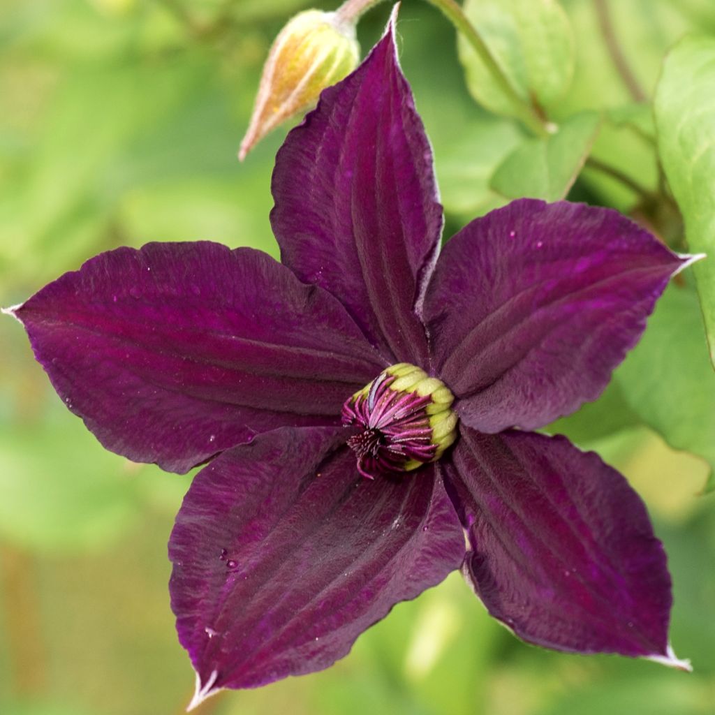 Clématite italienne - Clematis viticella Happy Birthday