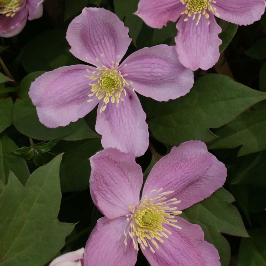 Clématite montana Tetrarose