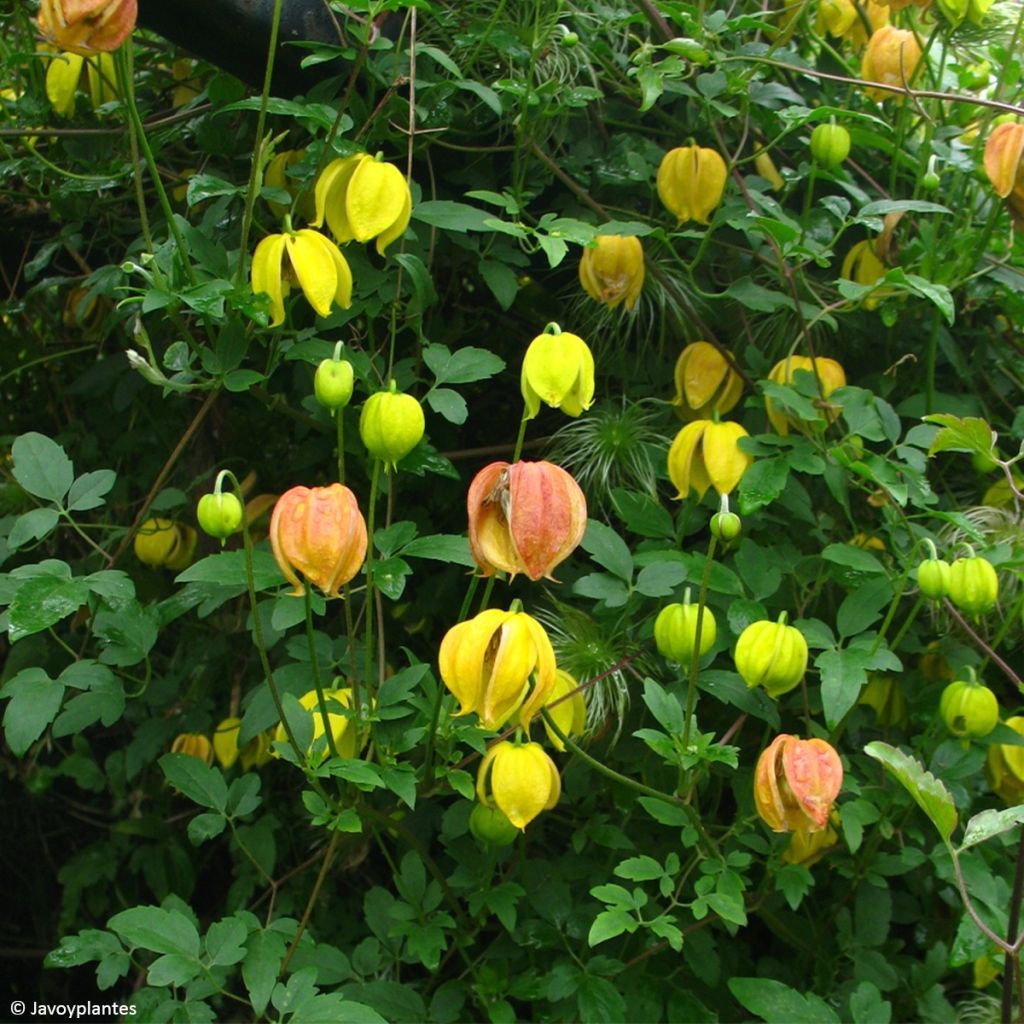 Clématite orientale - Clematis tangutica Red Ballon