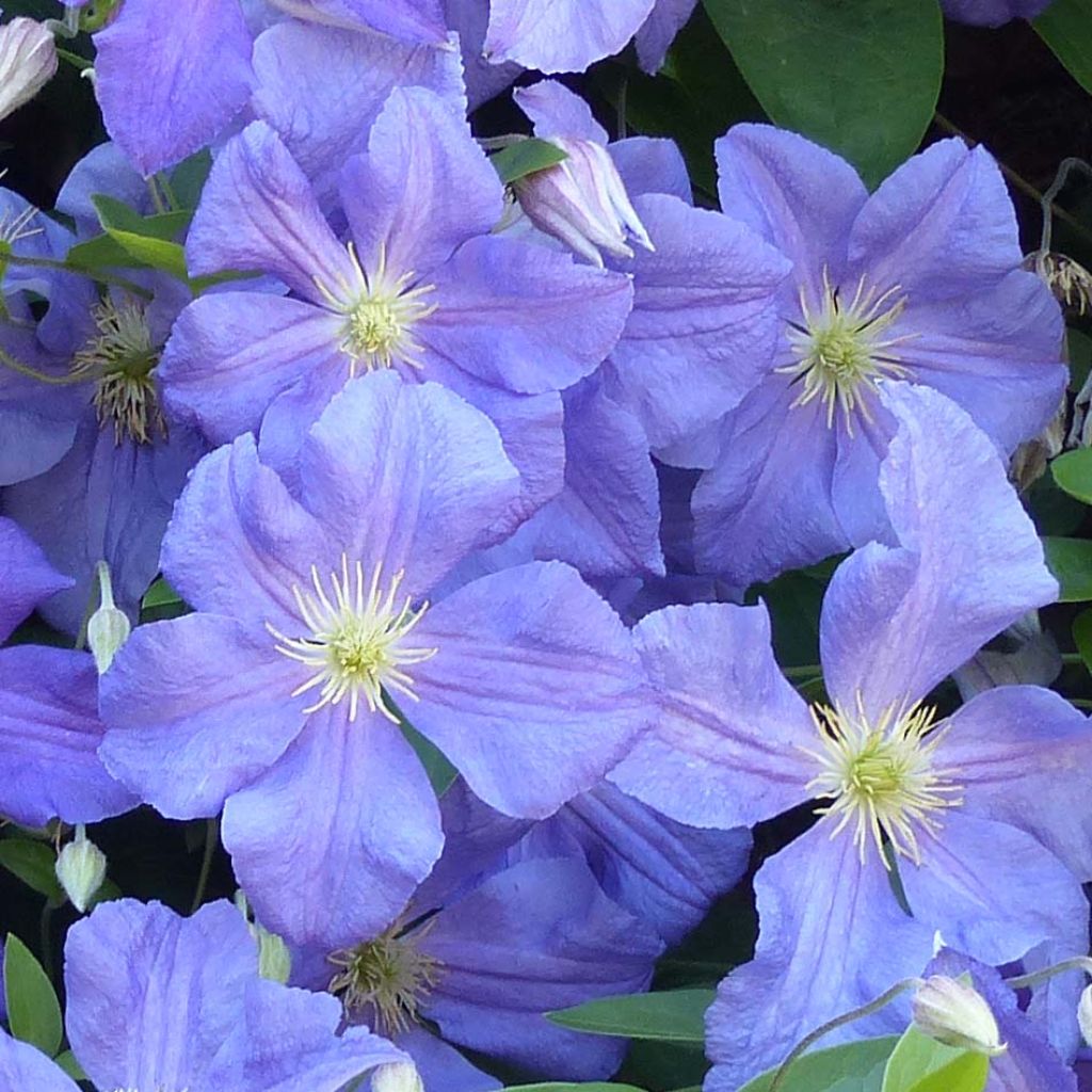 Clématite viticella Perle d'Azur