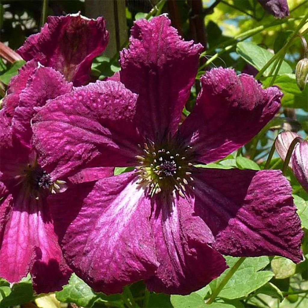 Clematis viticella Rubra