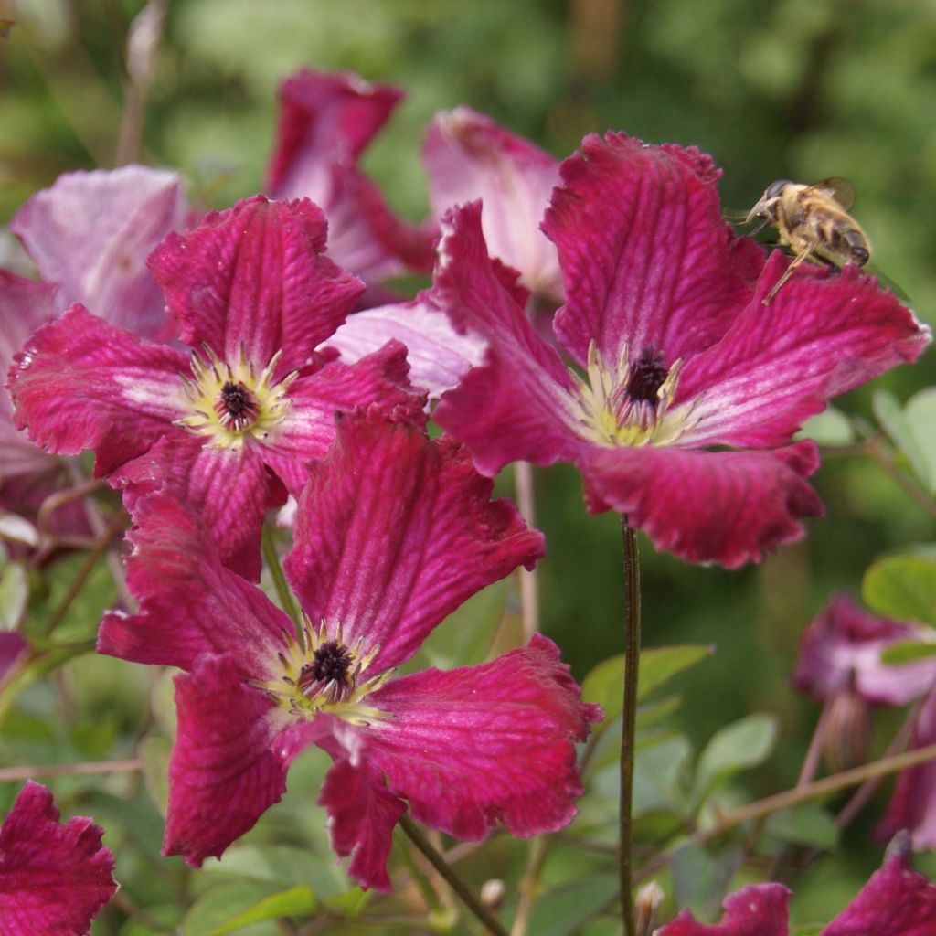 Clematis viticella Rubra