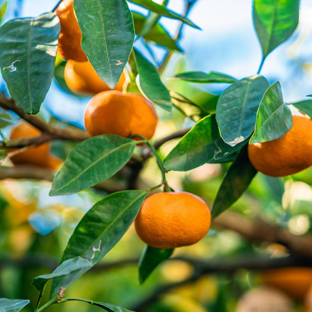 Clementina Clémentine - Citrus clementina