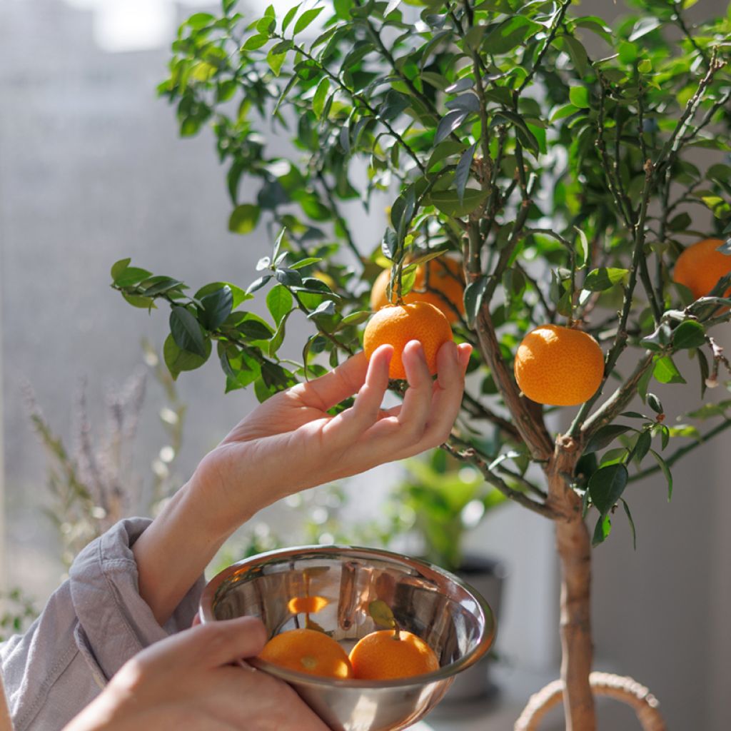 Clementina Clémentine - Citrus clementina