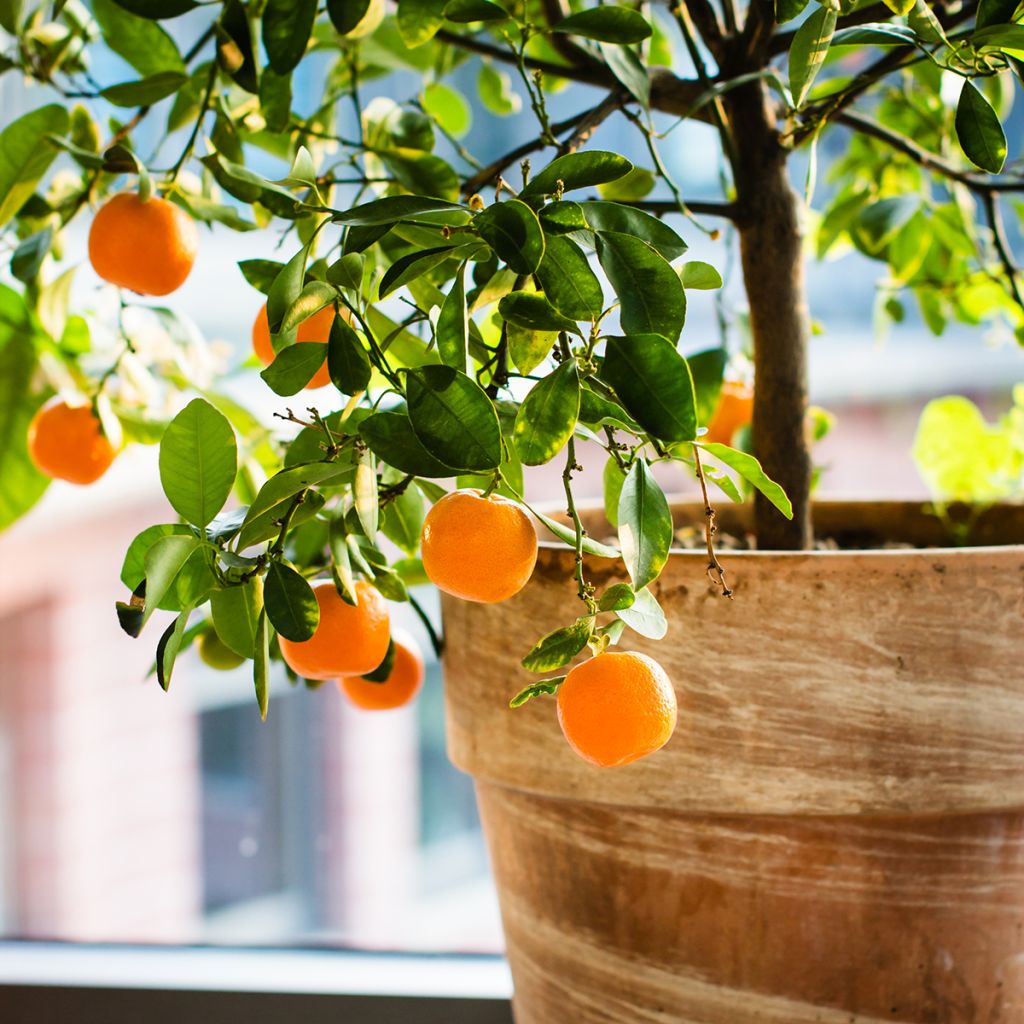 Clementina Clémentine - Citrus clementina