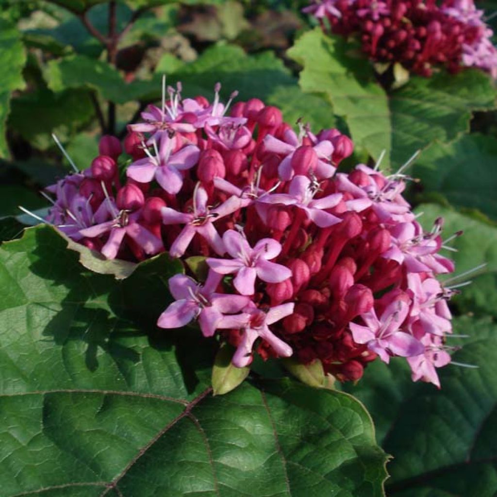 Clerodendrum bungei - Cleodendro chino