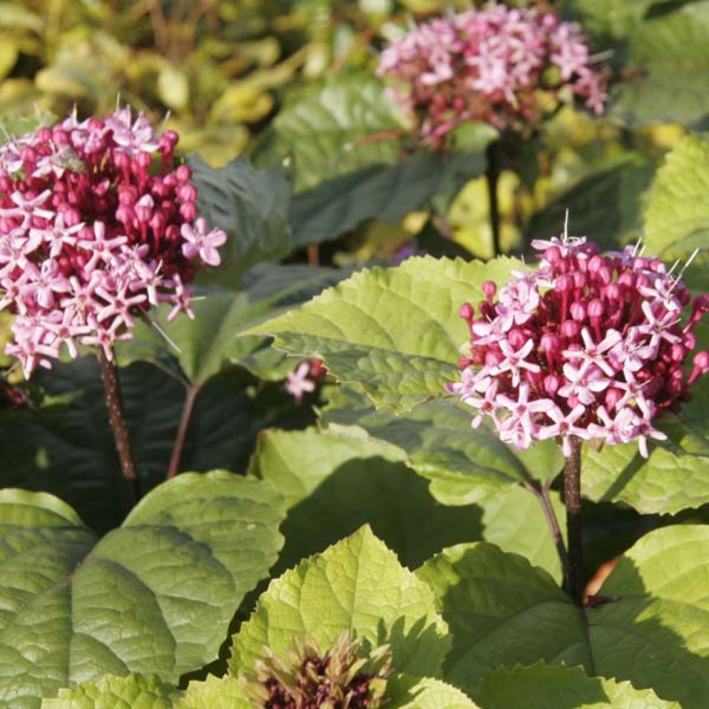 Clerodendrum bungei - Cleodendro chino