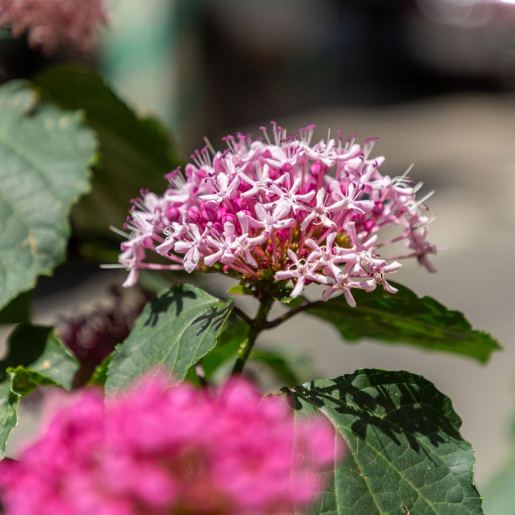 Clerodendrum bungei - Cleodendro chino