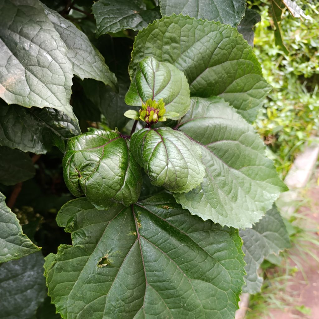 Clerodendrum bungei - Cleodendro chino