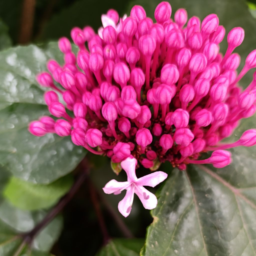 Clerodendrum bungei - Cleodendro chino