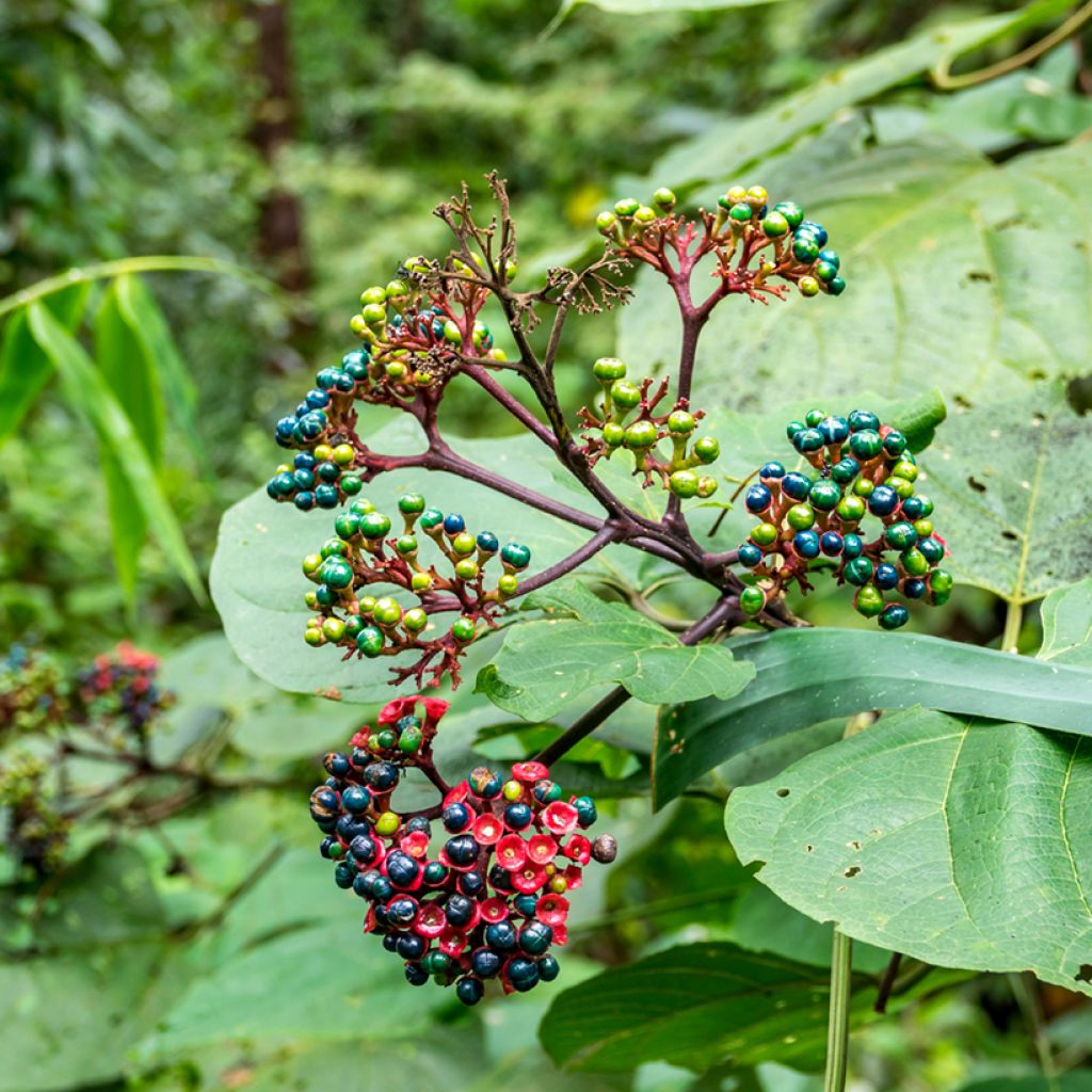 Clerodendrum bungei - Cleodendro chino