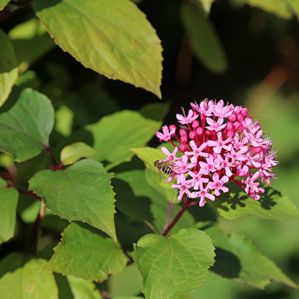 Clerodendrum bungei - Cleodendro chino