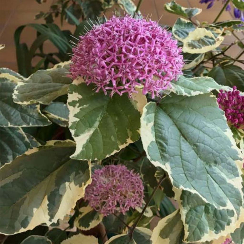 Clerodendrum bungei Pink Diamond - Clérodendron de Bunge panaché