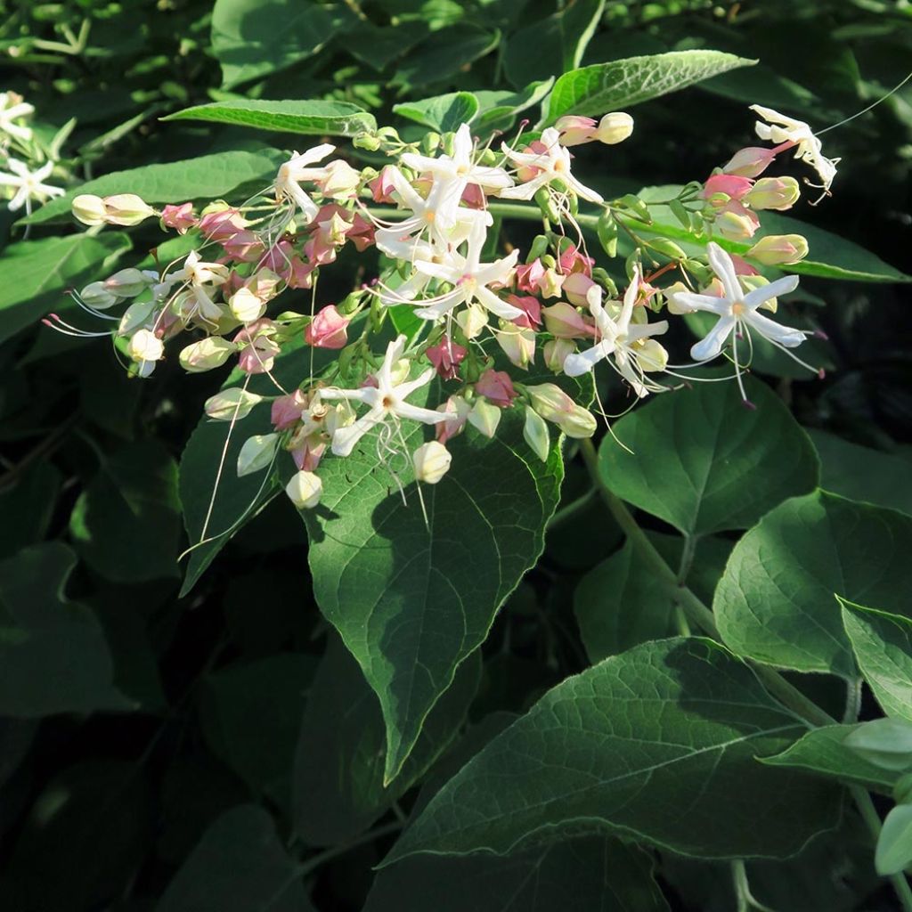 Clerodendrum trichotomum Fargesii - Arbol del destino