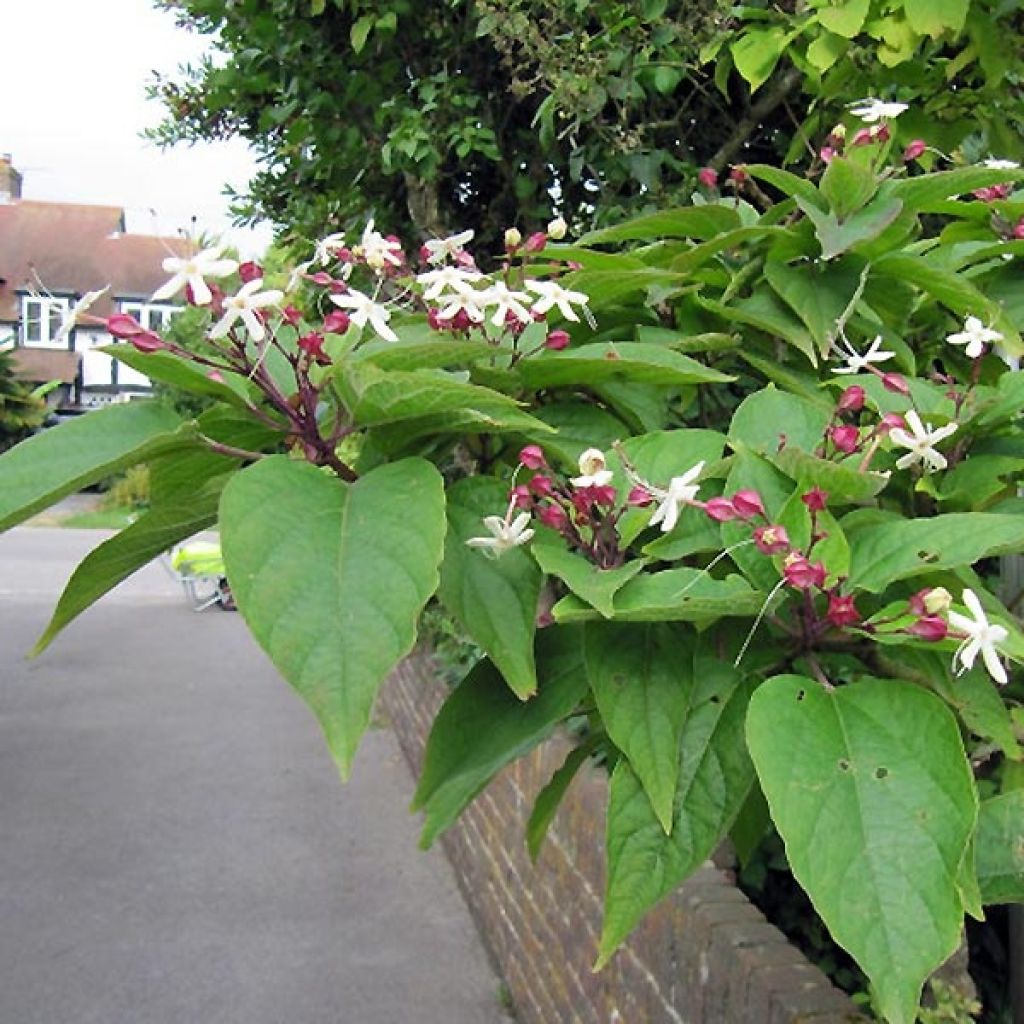 Clerodendrum trichotomum Fargesii - Arbol del destino