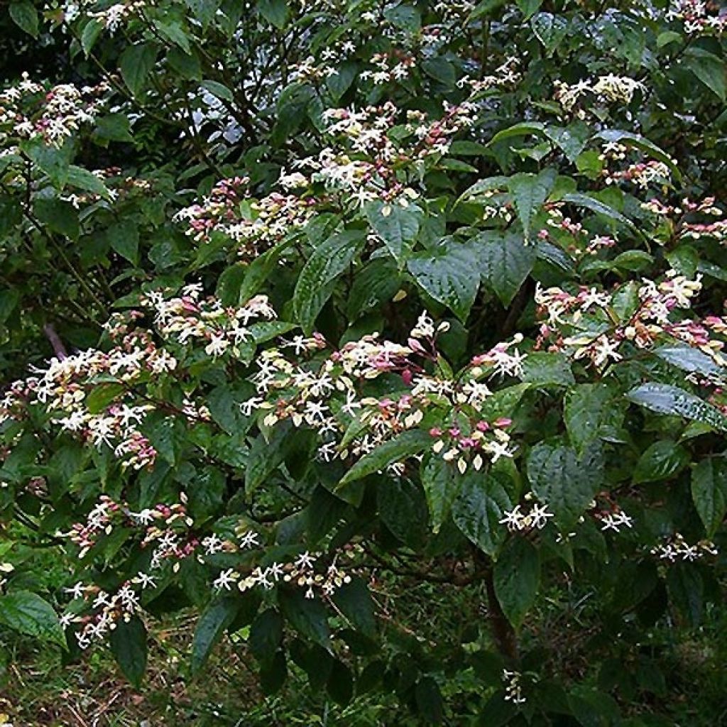 Clerodendrum trichotomum Fargesii - Arbol del destino