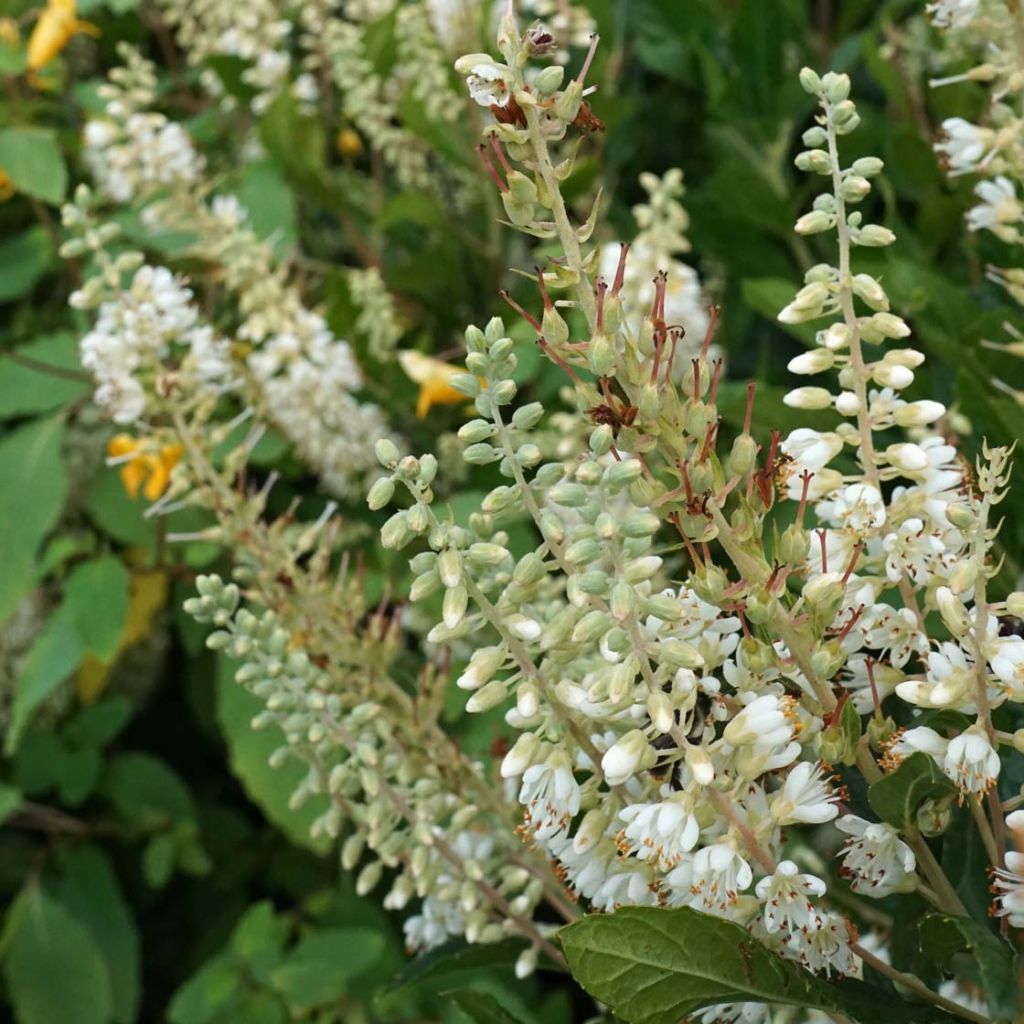 Clethra alnifolia Anne Bidwell - Arbusto de la pimienta dulce