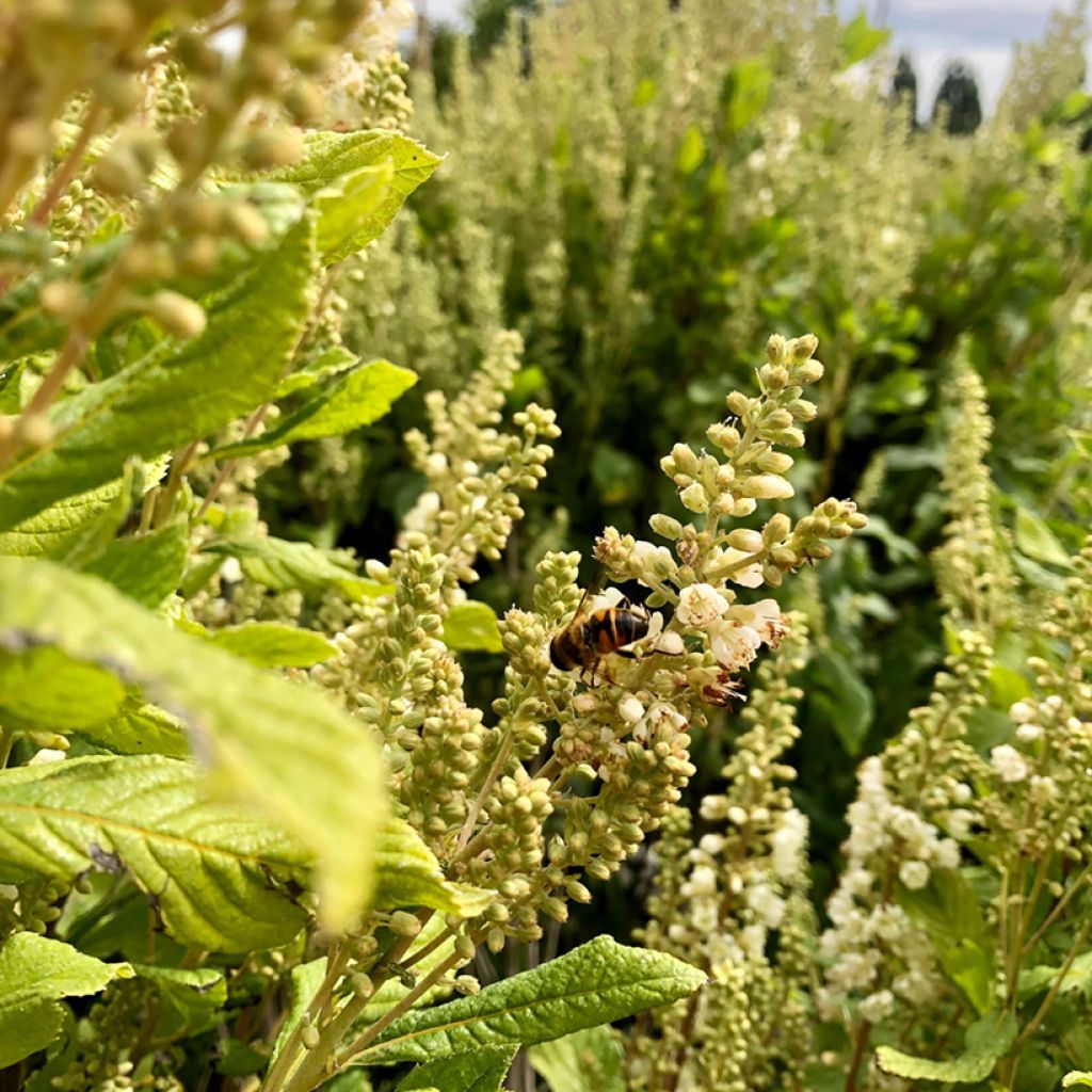 Clethra alnifolia Anne Bidwell - Arbusto de la pimienta dulce