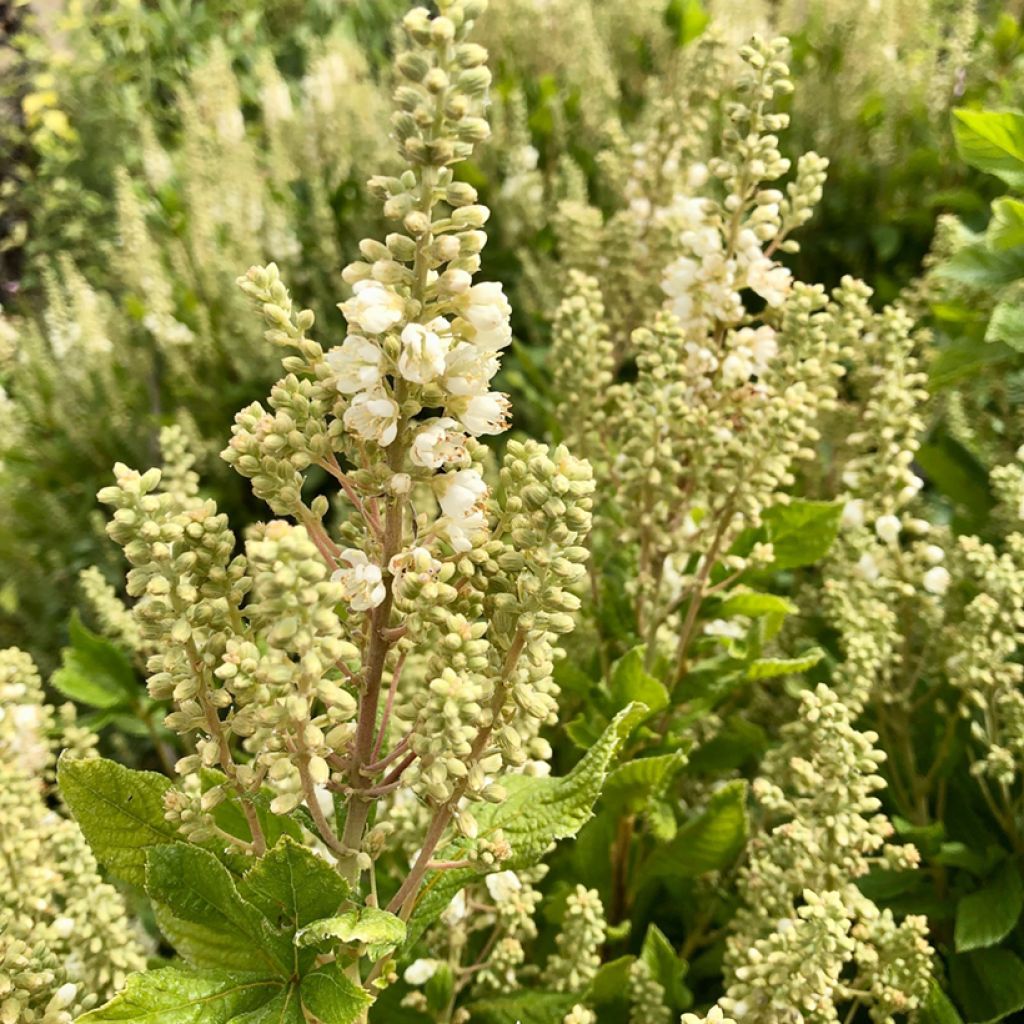 Clethra alnifolia Anne Bidwell - Arbusto de la pimienta dulce