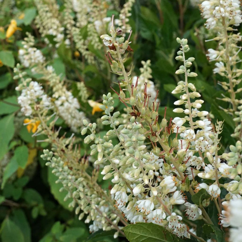 Clethra alnifolia Hummingbird - Arbusto de la pimienta dulce