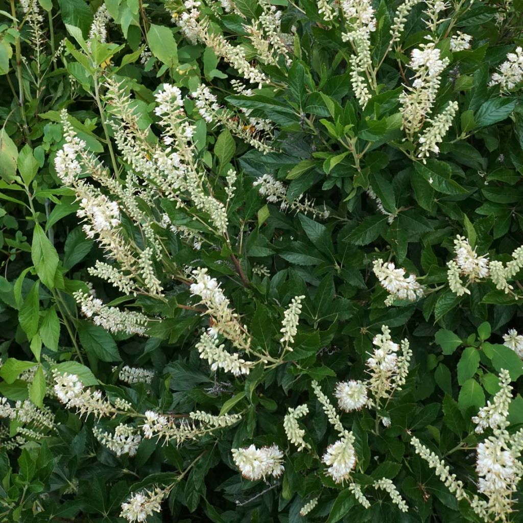 Clethra alnifolia Hummingbird - Arbusto de la pimienta dulce