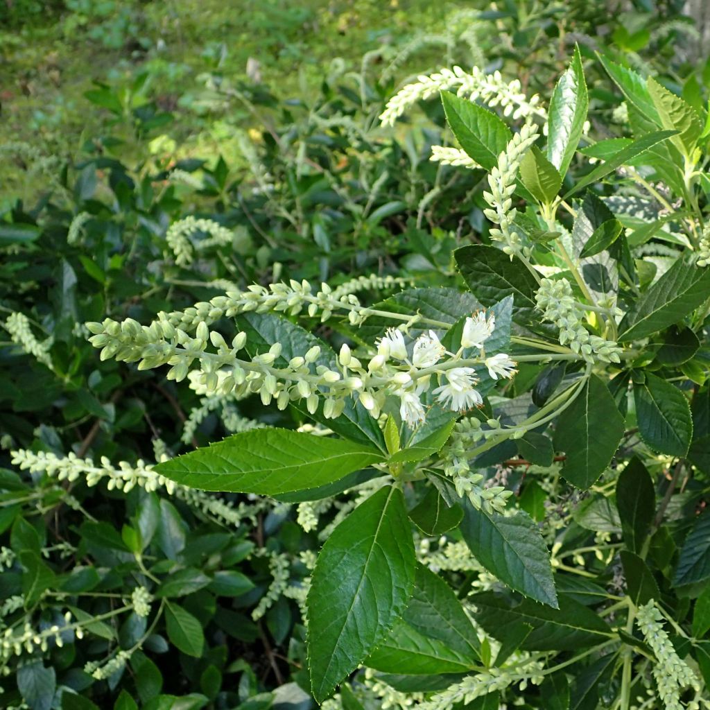 Clethra alnifolia Hummingbird - Arbusto de la pimienta dulce