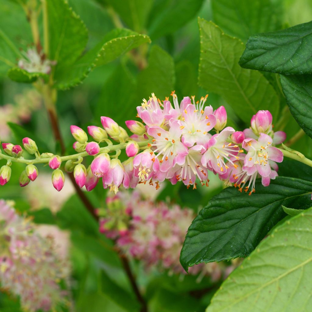 Clethra alnifolia Pink Spire - Arbusto de la pimienta dulce