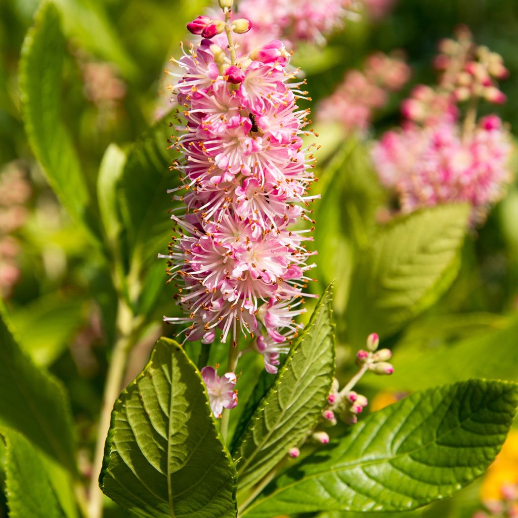 Clethra alnifolia Ruby Spice - Arbusto de la pimienta dulce