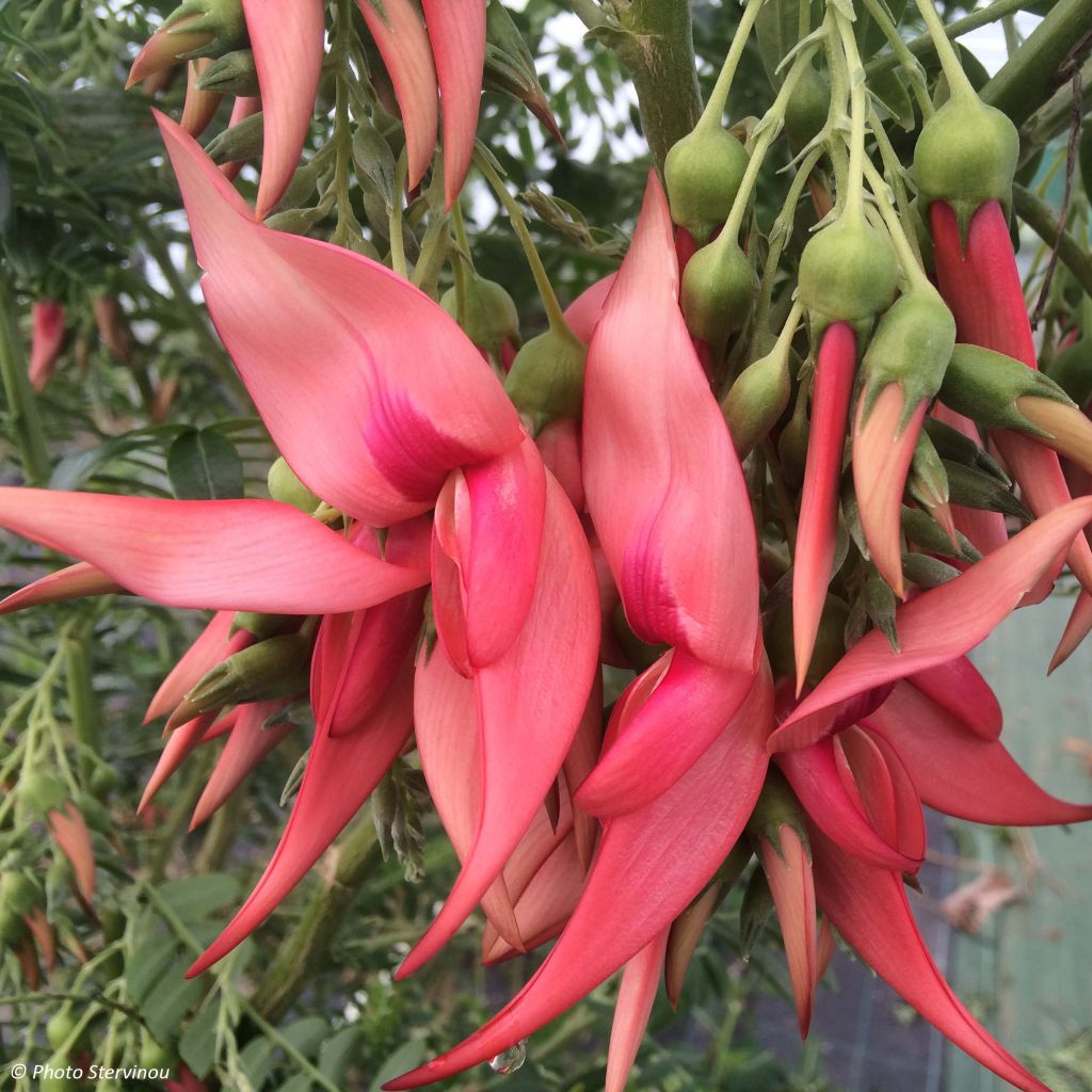 Clianthus puniceus Flamingo - Kakabeak