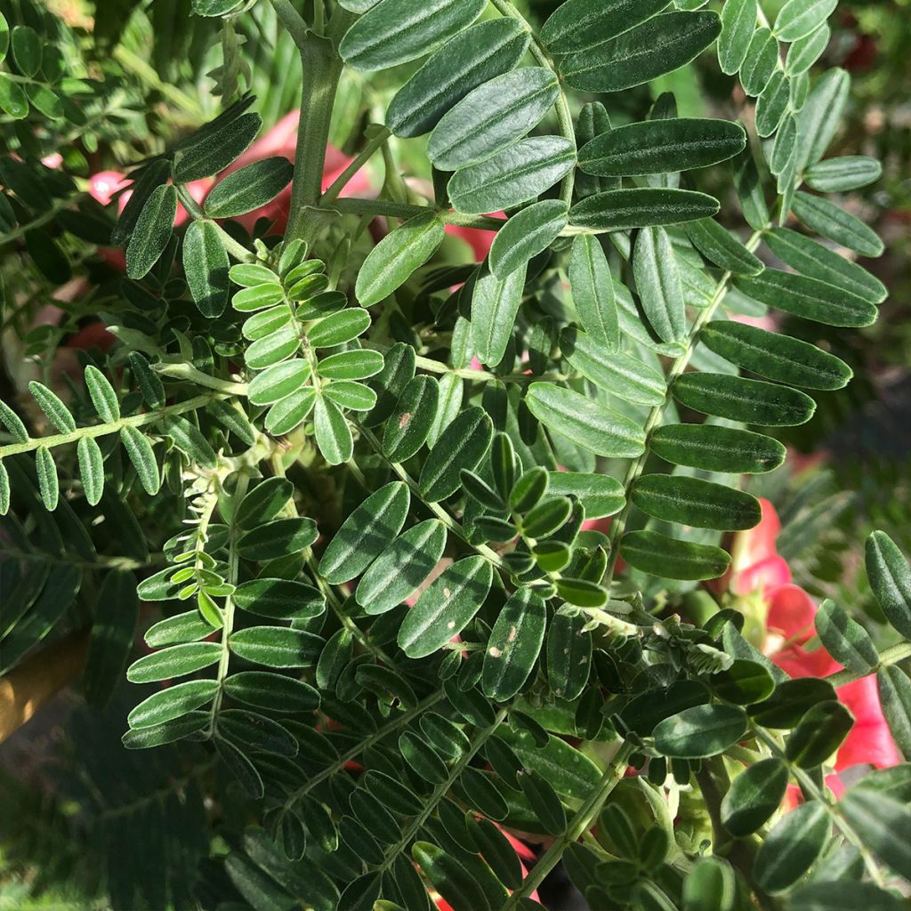 Clianthus puniceus Flamingo - Kakabeak