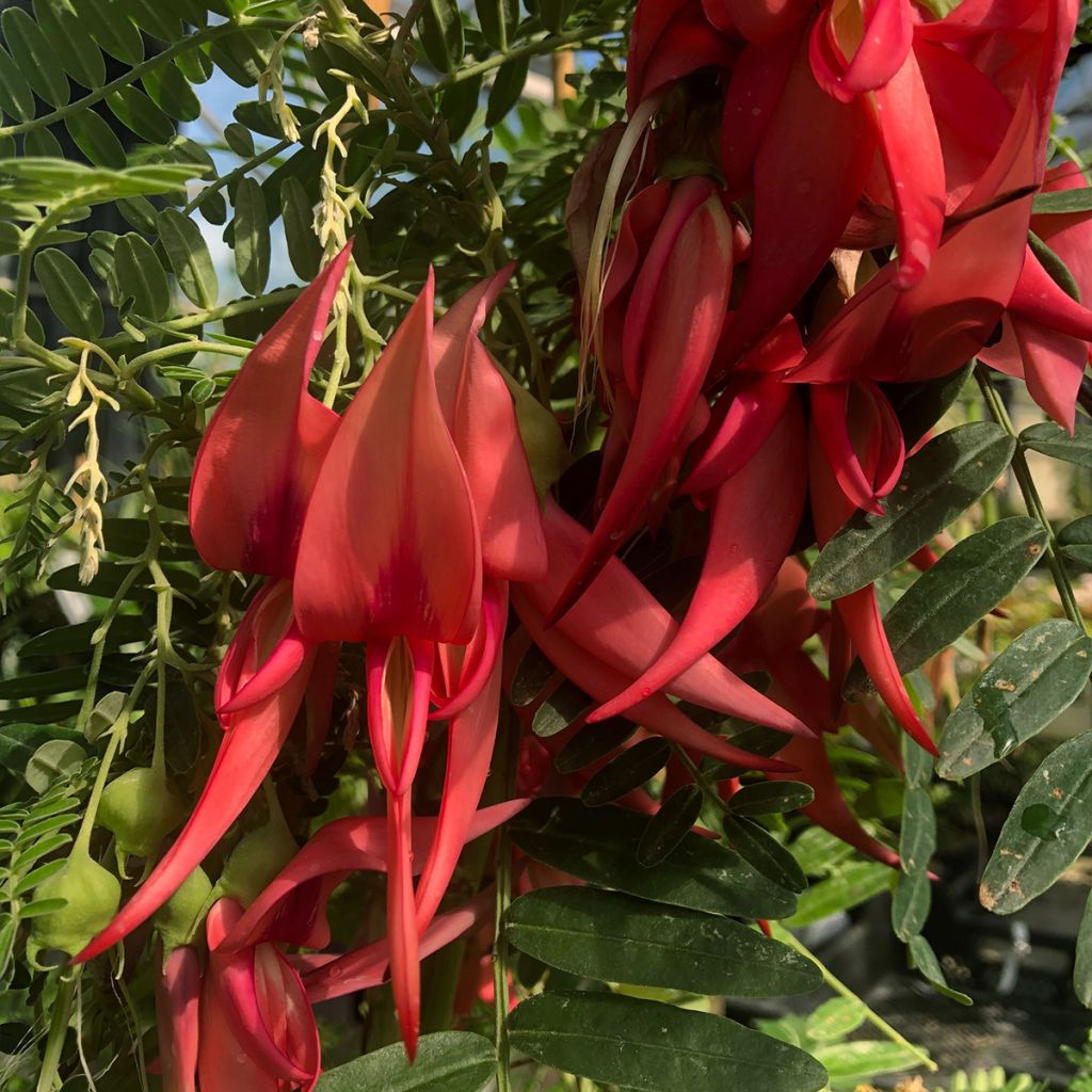 Clianthus puniceus Flamingo - Kakabeak