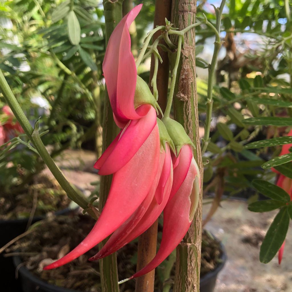 Clianthus puniceus Flamingo - Kakabeak