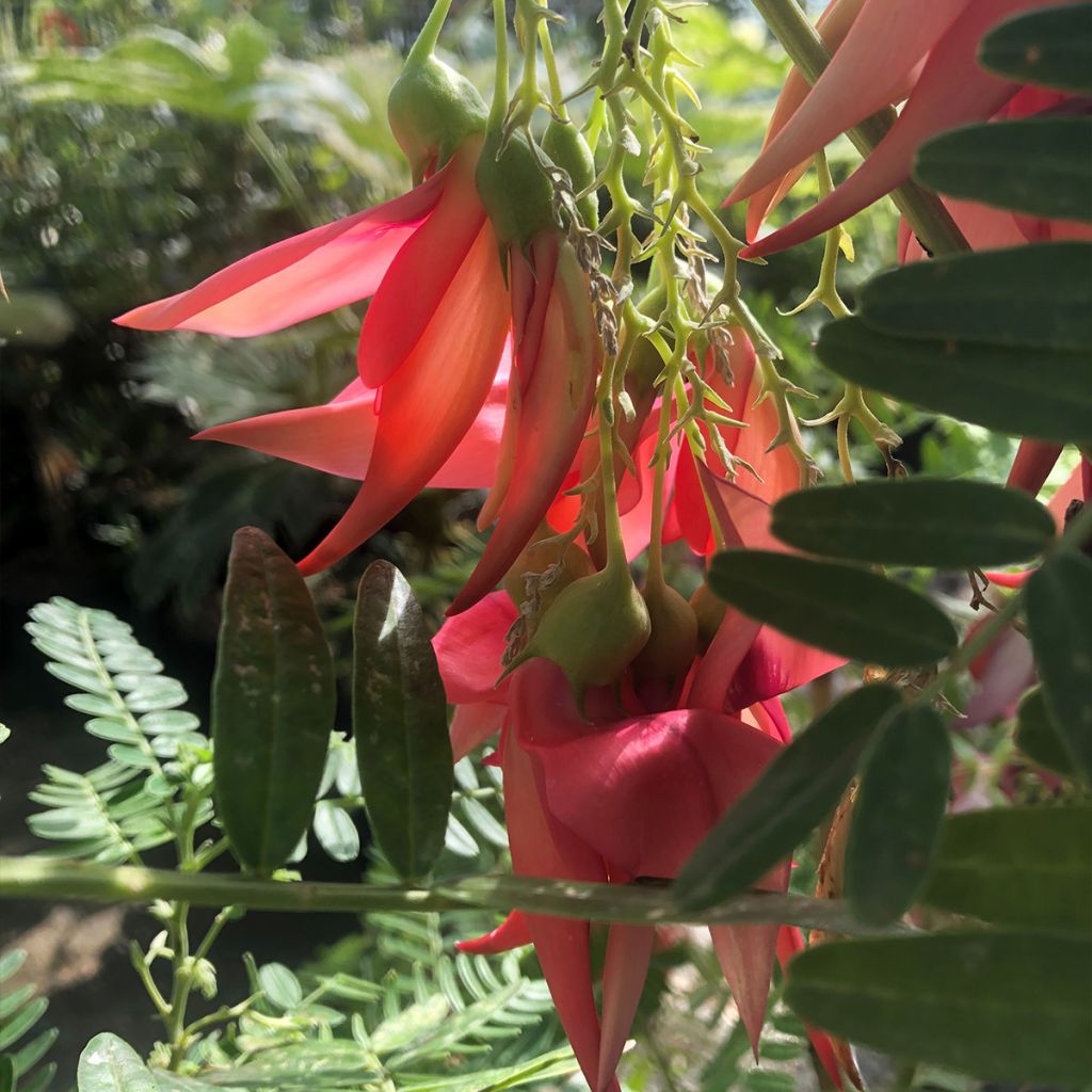 Clianthus puniceus Flamingo - Kakabeak