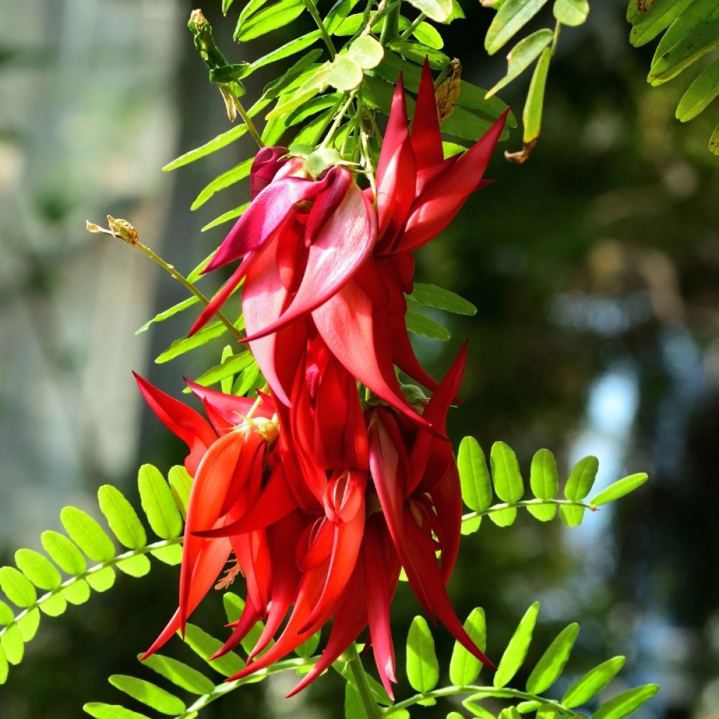 Clianthus puniceus Kaka King - Kakabeak