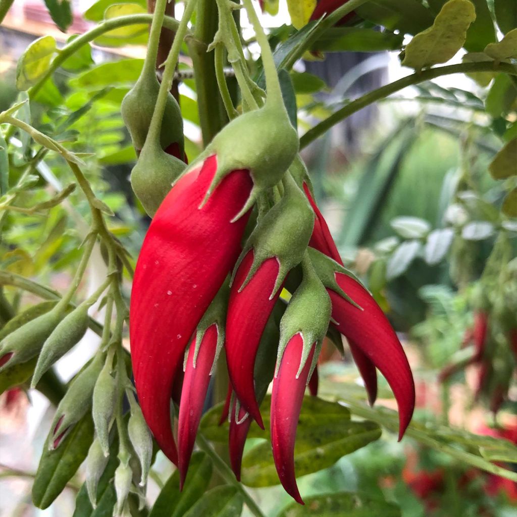 Clianthus puniceus Kaka King - Pince de Homard