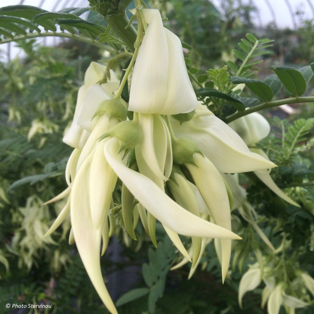 Clianthus puniceus White Heron - Pince de Homard