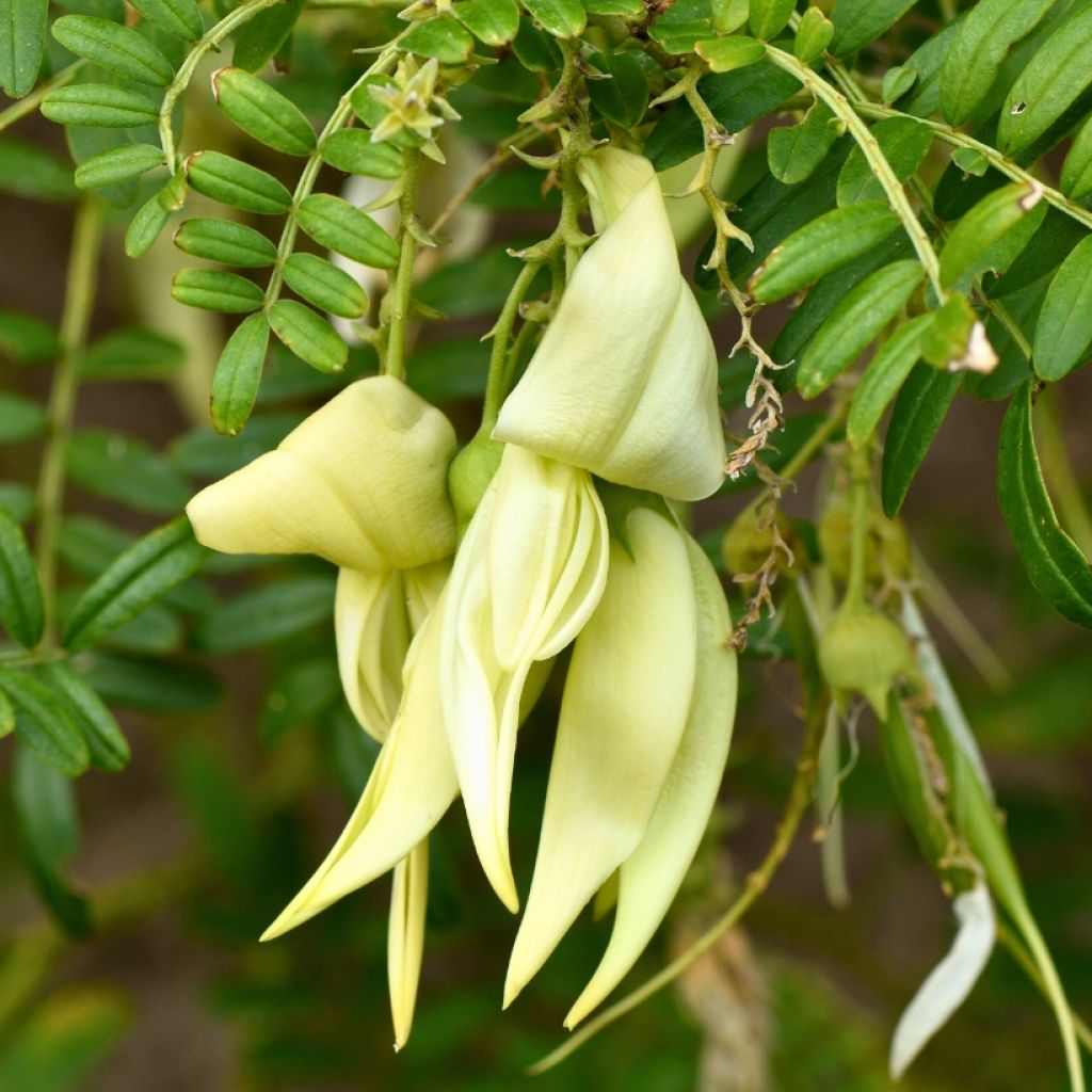 Clianthus puniceus White Heron - Kakabeak