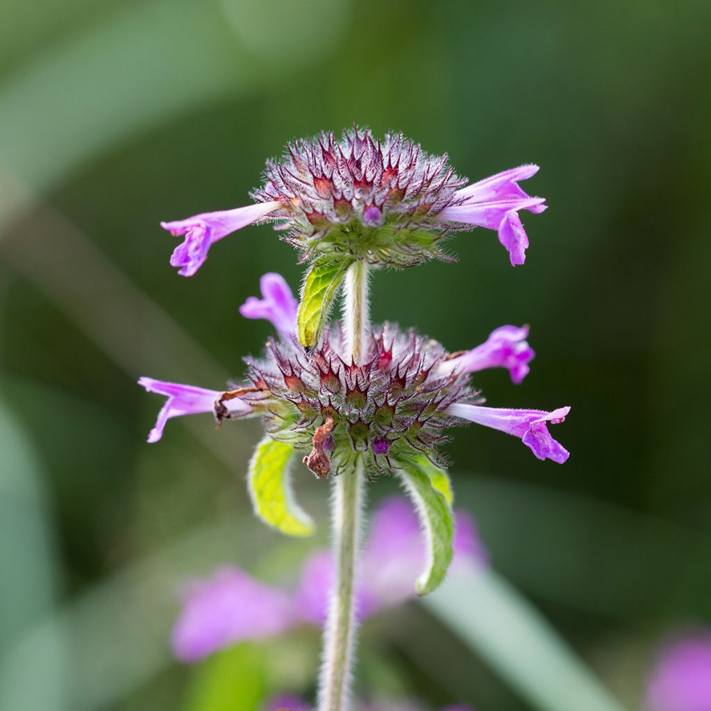 Clinopodium vulgare