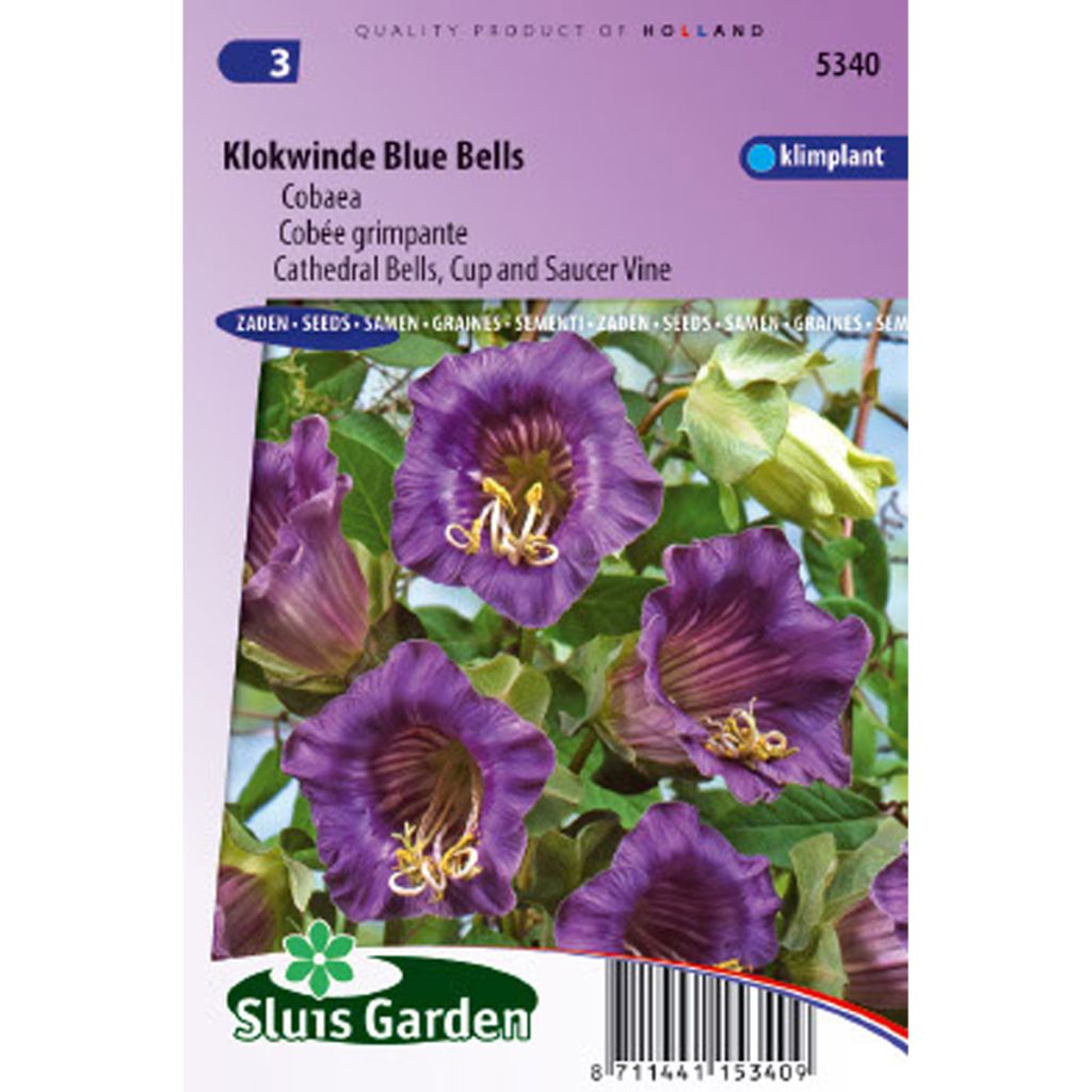 Cobea scandens Violet Blue Bells - Yedra morada de México​