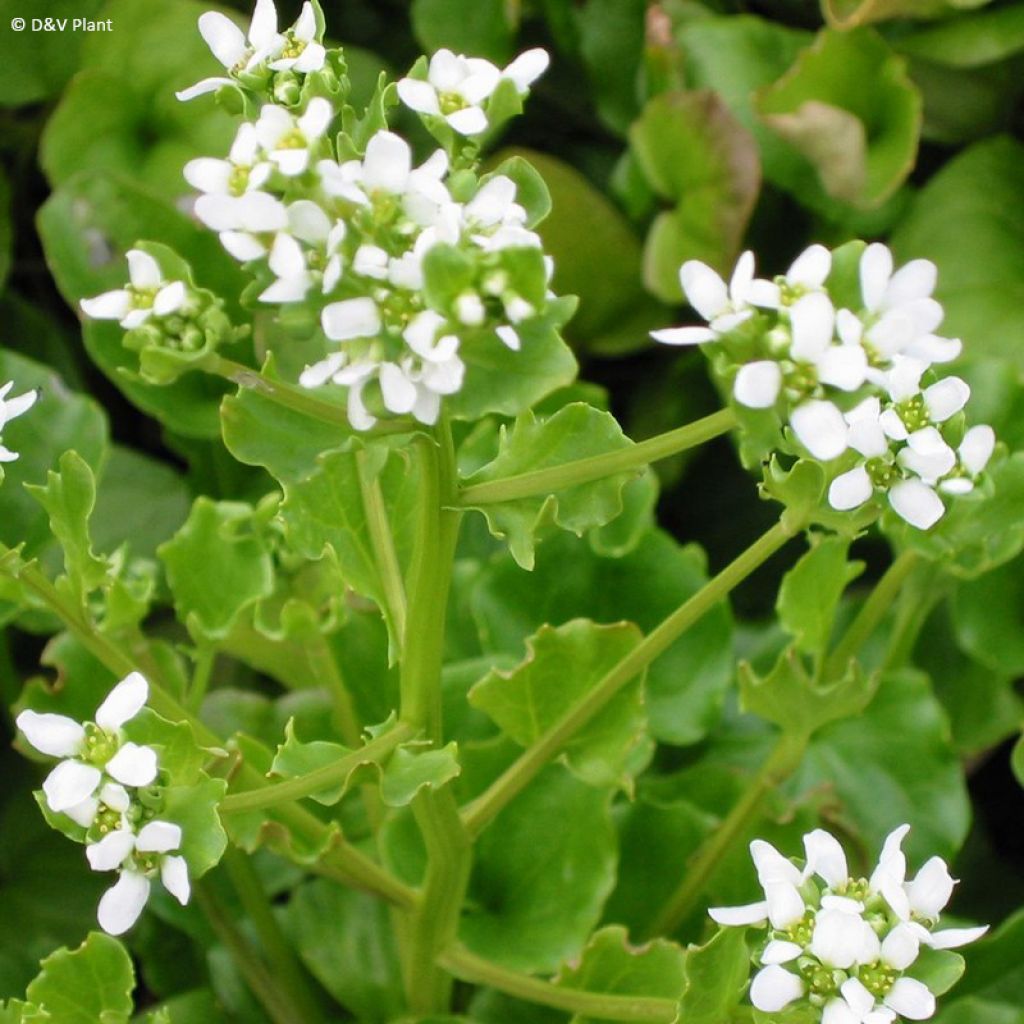 Coclearia - Cochlearia officinalis