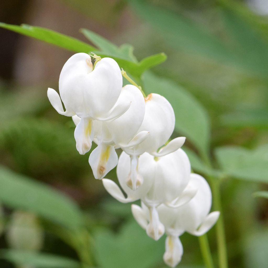 Dicentra spectabilis Alba