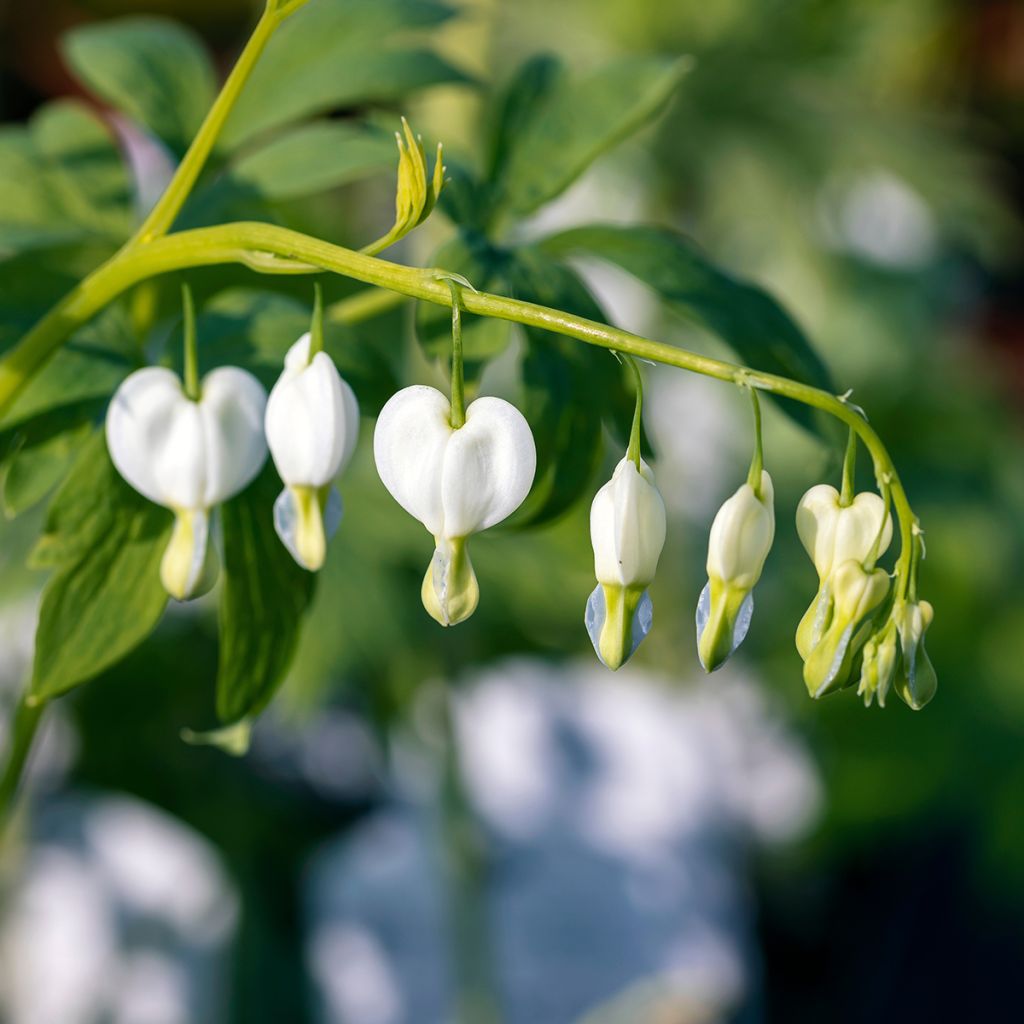 Dicentra spectabilis Alba