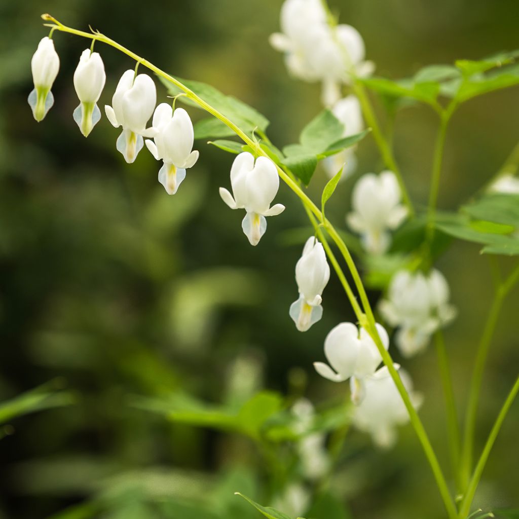 Dicentra spectabilis Alba