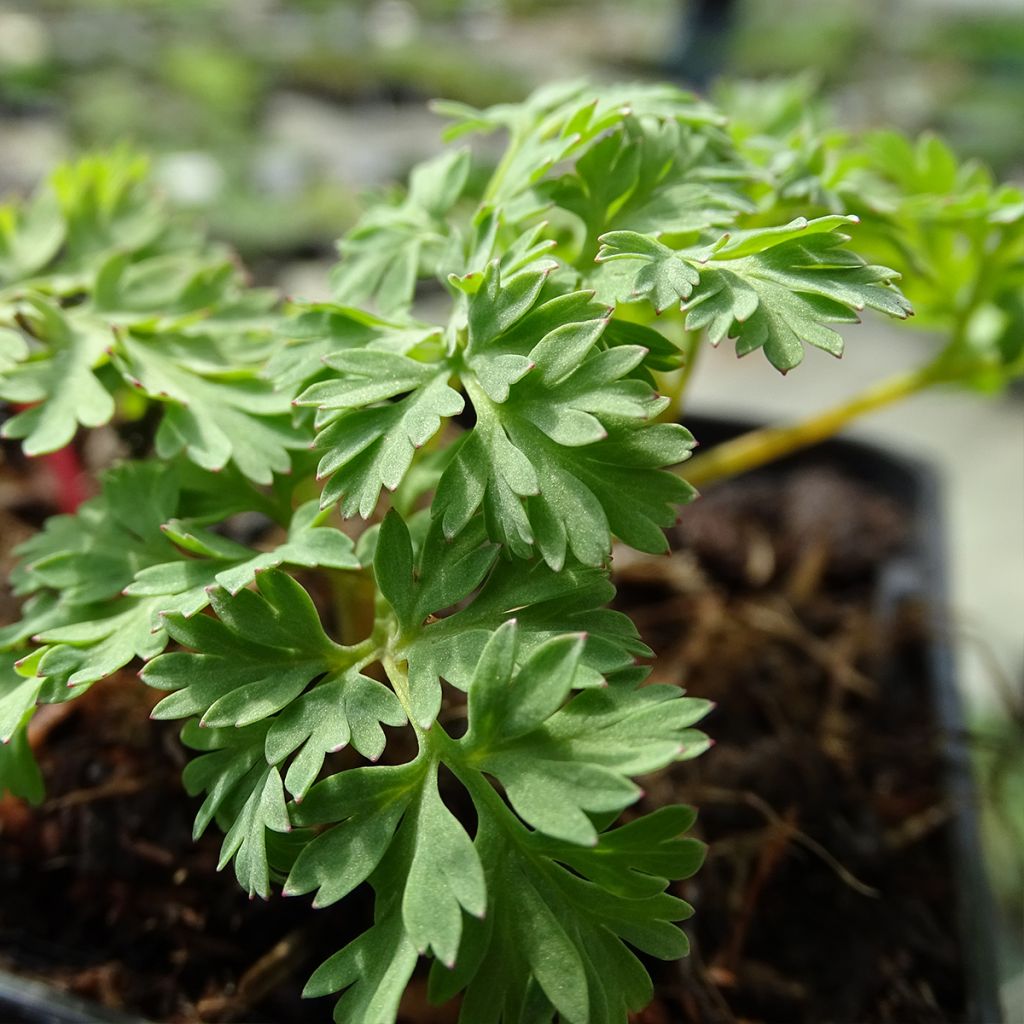 Dicentra King of Hearts