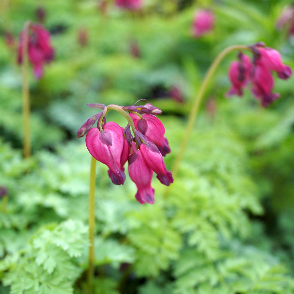 Dicentra King of Hearts