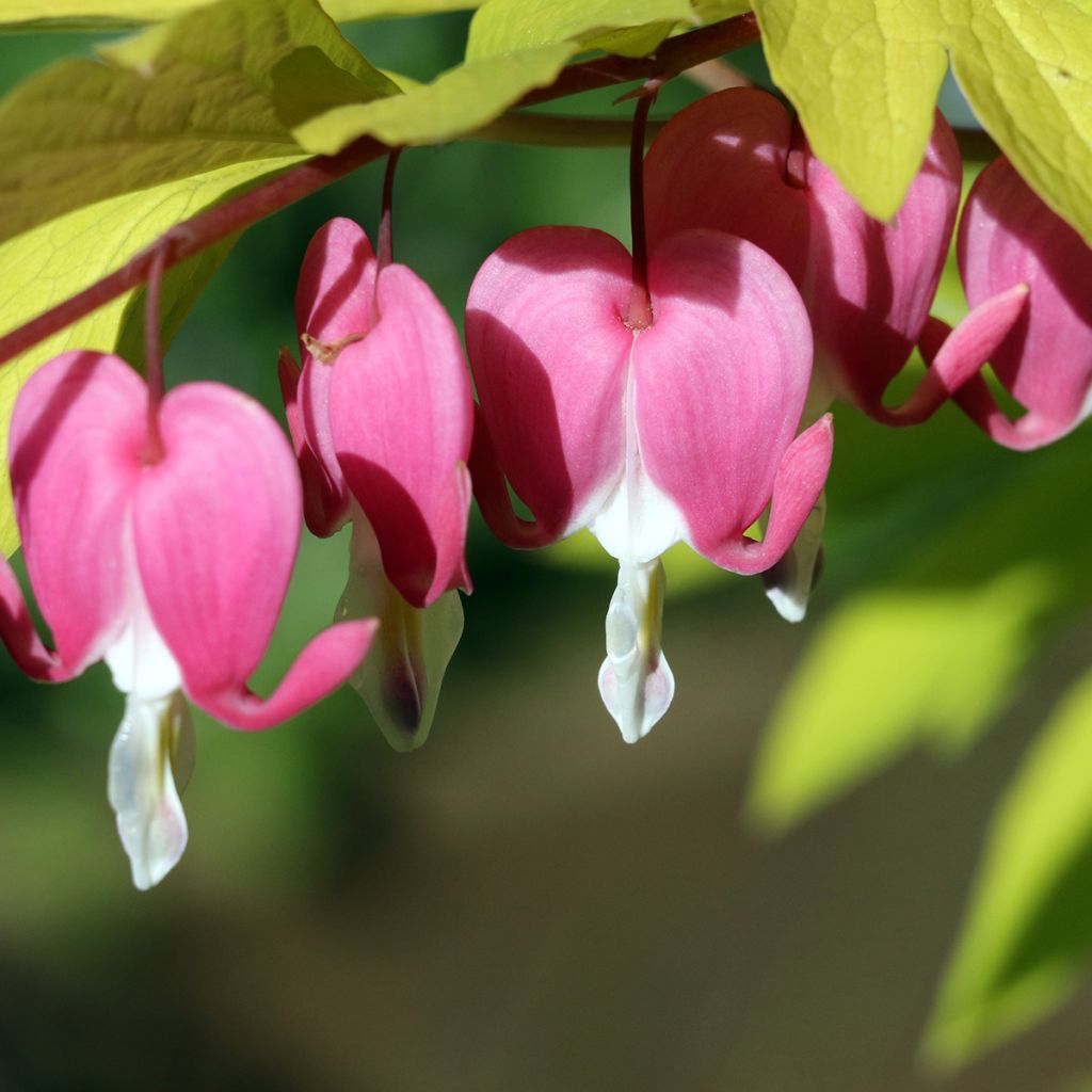 Dicentra spectabilis Goldheart