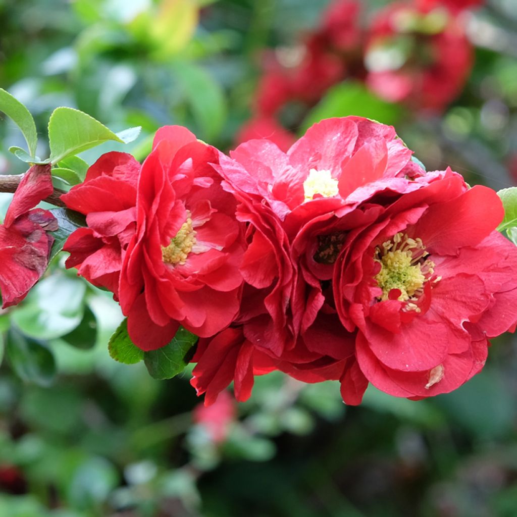 Membrillero del Japón Scarlet Storm - Chaenomeles speciosa