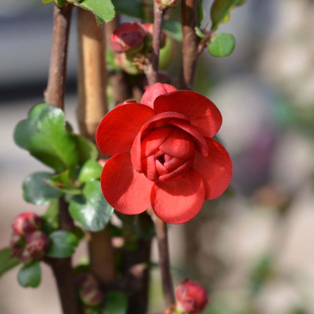 Membrillero del Japón Scarlet Storm - Chaenomeles speciosa