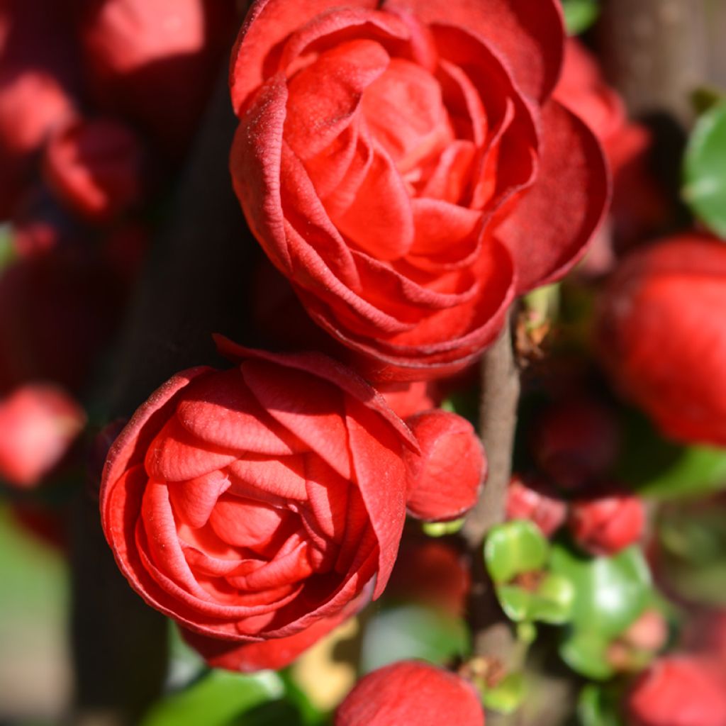 Membrillero del Japón Scarlet Storm - Chaenomeles speciosa